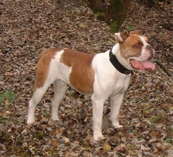 The front right side of a rose-eared, red and white Victorian Bulldog that is standing across a grass surface that is covered in leaves and it is panting. The dog has a brown nose, brown lips and brown eyes.